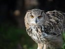旭川市旭山動物園夏期開園