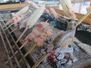 囲炉裏で炭火焼料理:炭火焼料理に変更可能