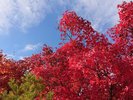 敷地内の紅葉の様子