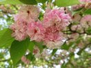 敷地内では、様々な桜が咲きます。4月中旬から5月上旬が見頃です