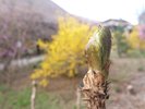 敷地内には多くの山菜が採取できます。こちらは、タラの芽です。