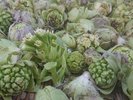 敷地内には多くの山菜が採取できます。こちらは、ふきのとうです。