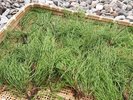 自家製薬膳茶。杉菜茶。採取して乾燥させて、焙煎したのちお茶になります。食前にお召し上がりください。