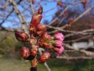 八重桜を使って、桜の塩漬けも仕込みます。お刺身や茶碗蒸しなどに入れ、春の香りを閉じ込めます。