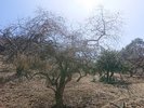 枝垂桜ならぬ、枝垂栗の自生地があります。こちらも地元には民話が伝えられています。