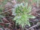 成長しきったふきのとうは、乾燥させて薬膳茶に仕込みます。