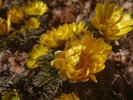 辰野町の町の花に指定されている福寿草は、当館敷地内でも見ることが出来ます。