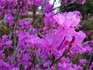 敷地内には、ツツジが咲きます。花が咲く時期は、これを天婦羅にしてご提供いたします。