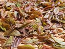 夕食には、自家製薬膳茶を提供しております。こちらは山桜の葉。杏仁豆腐の香りがしますよ♪
