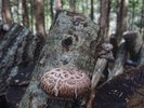 敷地内で椎茸の原木栽培をしています。