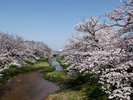 〇玉造温泉「玉湯川の桜並木」