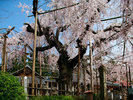〇千手院のしだれ桜