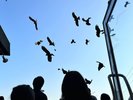 トンビの餌付け体験