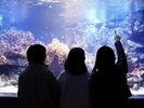 写真提供:鳥羽水族館