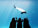 写真提供:鳥羽水族館