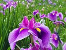 神楽女湖の菖蒲