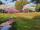 別府公園の桜