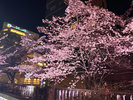 糸川 桜