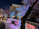 糸川 桜