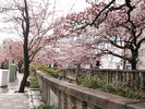 糸川 桜