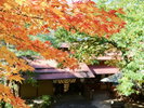 外観(紅葉)