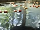 「初恋りんご風呂」は10月〜5月まで。ほんのり甘い香りが、浴室に漂います