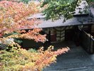 秋の紅葉