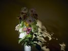 柔らかな日差しに映える室内の花