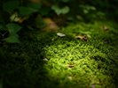 古木に覆われた庭の苔