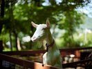 ヤギの家族