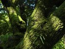 緑に包まれた苔の幹