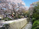 ◆周辺観光◆ 哲学の道 桜並木