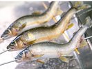 鮎料理コース:塩焼き