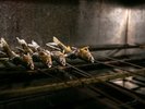 鮎料理コース