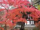 紅葉の寺 永観堂