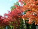 嵐山 天龍寺の紅葉