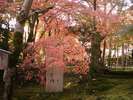 二尊院 紅葉