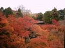 東福寺 紅葉