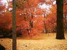永観堂の紅葉と黄色いじゅうたん