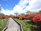 約23haの広大な園地に約20万本のツツジが咲き誇る、那須を代表する花の名所。