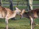 奈良公園の鹿
