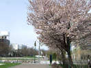 札幌大通公園の桜！ソメイヨシノやエゾヤマザクラなどが春の札幌を彩ります。