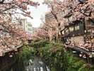 徒歩数分の場所にある「糸川遊歩道」は1月末～2月上旬にあたみ桜が見頃を迎えます