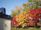 駐車場のモミジは紅葉シーズンになると赤・黄とコントラストを楽しめます。