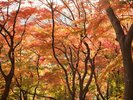 紅葉のおくたま路散策路