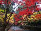 ■景観■小国神社の紅葉