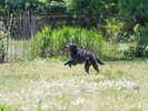 愛犬とともに高原を駆けまわる ドッグラン完備