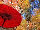 【瑞宝園】瑞宝寺公園の紅葉と野点傘