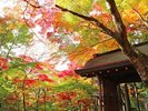 【瑞宝園】瑞宝寺公園の紅葉と門