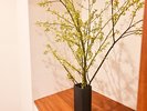 ・【天:インテリア】季節の植物に癒されます